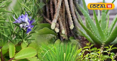 गार्डेनिंग टिप्स