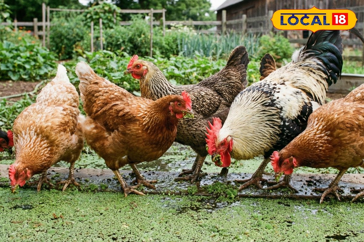 मुर्गियों के लिए नहीं खरीदना पड़ेगा दाना, बस गड्ढे में उगा लें यह हरा चारा