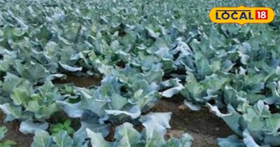 फूल गोभी की खेती 