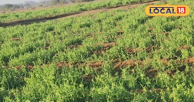 गुमला का पीजी पास किसान , नौकरी में आजमाया हाथ , नौकरी नहीं लगी तो 20 एकड़ जमीन