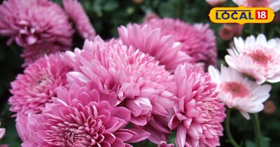 गुलदाऊदी फुल 