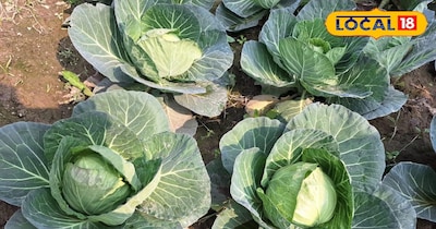 बाजार में इन फसलों की रहती है काफी मांग