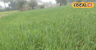 गेहूं के पीलापन दूर करने के जानिए बचाव