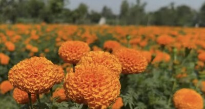 प्रतीकात्मक तस्वीर