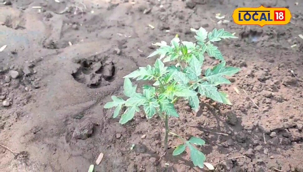 किचन गार्डन में टमाटर उगाएं, घर के खाने को बनाएं स्वादिष्ट और कमाई का साधन