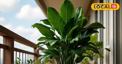 शमी का पौधा 