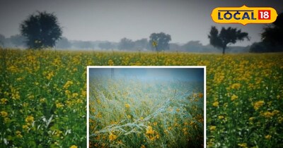 सर्दी के मौसम में किसान कैसे करें सरसों की फसल की सुरक्षा..