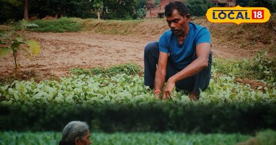 किसानों के लिए मुनाफे का सौदा: मेड़ पर लगाएं ये 3 पेड़, कीटनाशक का खर्च बचेगा और लकड़ी से होगी लाखों की आय