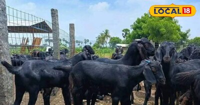 goats ,during, pregnancy, remain, healthy, amount, milk, increase