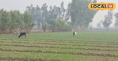 आवारा जानवरों का आतंक।