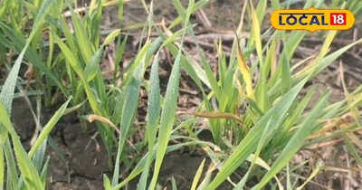 गेहूं की पीली फसल।