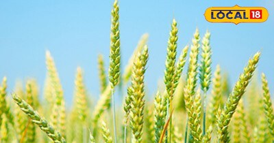 Irrigation in wheat crop<br>