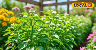 हरी मिर्च 