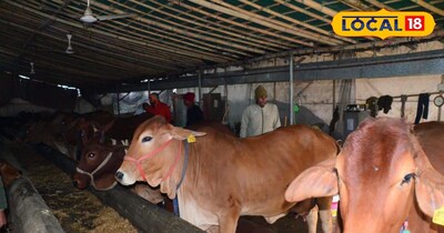 Balanced ,nutrition, fodder, grains, perfect, , milk