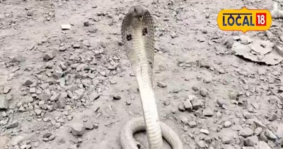 सफेद कोबरा 