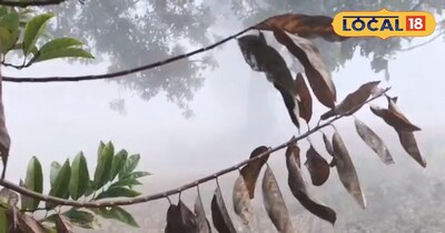 छत्तीसगढ़ में घने कोहरे का असर जारी