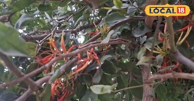 अद्भुत फूल।