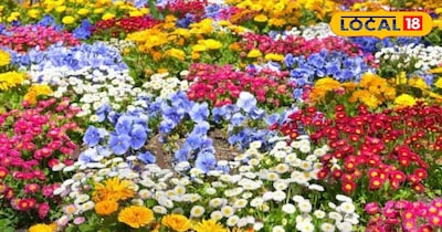 Gardening Tips - आलू के छिलके का चमत्कारिक उपाय, आपके गार्डन को रंग-बिरंगे फूलों