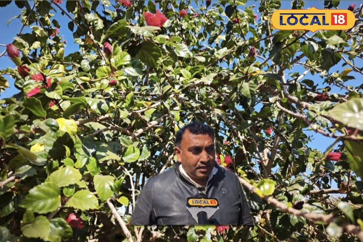 देवी फूल गुड़हल बना सेहत का साथी, जानिए क्यों है इतना खास