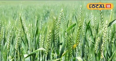 गेहूं की बुवाई।