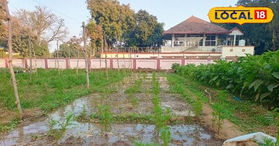 इससे बचाव के लिए कार्बेंडाजिम और मैंकोजेब के घोल का छिड़काव जरूरी है.