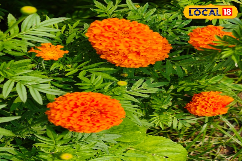 गेंदे के फूल की खेती 