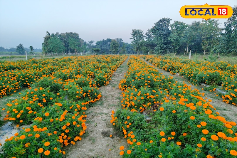 गेंदे का फूल 