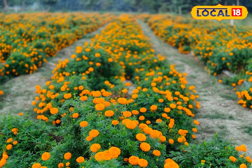 गेंदे का फूल 