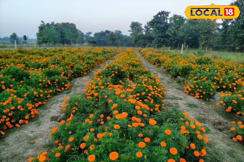 गेंदे का फूल 