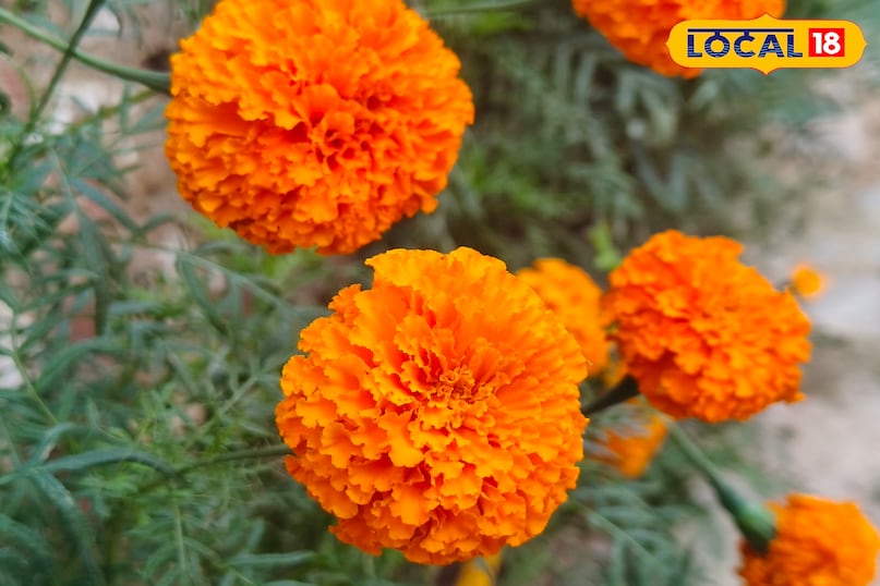 गेंदे का फूल 