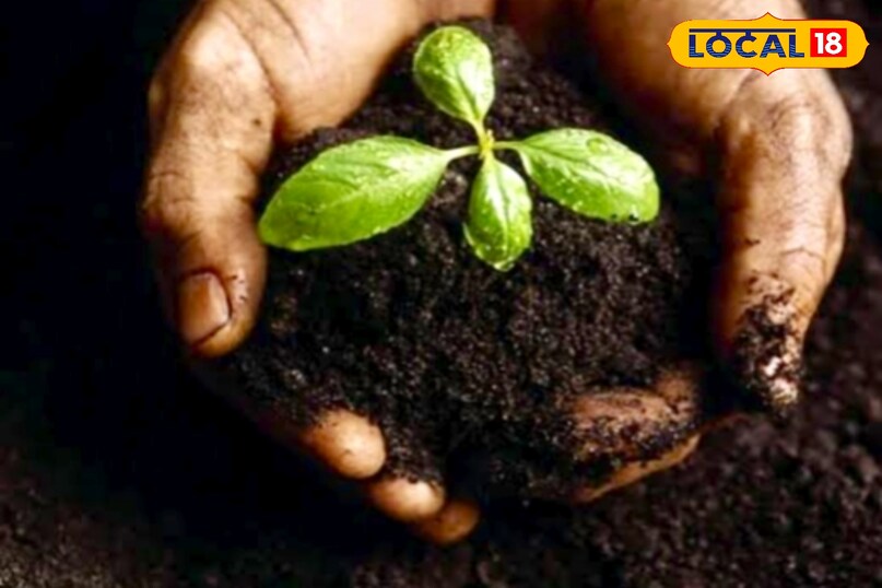 उन्होंने कहा कि सब्जी की खेती के लिए बलुई दोमट मिट्टी सबसे लाभप्रद होता है. दोमट मिट्टी नरम और भुरभुरी होती है, जिससे पौधों की जड़ें आसानी से फैल पाती हैं और सब्जियों का विकास बेहतर होता है. उन्होंने कहा कि सब्जी की खेती के लिए बलुई दोमट मिट्टी सबसे लाभप्रद होता है. दोमट मिट्टी नरम और भुरभुरी होती है, जिससे पौधों की जड़ें आसानी से फैल पाती हैं और सब्जियों का विकास बेहतर होता है.