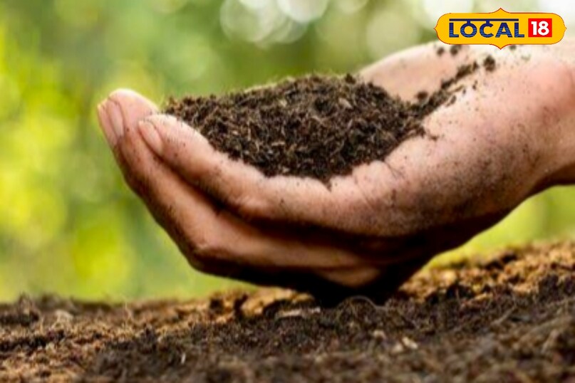 उन्होंने कहा कि रेतीली मिट्टी खासतौर पर गाजर, मूली, शलजम जैसी जड़ वाली सब्जियों के लिए उपयुक्त मानी जाती है, क्योंकि इसमें मिट्टी सख्त नहीं होती और सब्जियां सही आकार ले पाती हैं. उन्होंने कहा कि रेतीली मिट्टी खासतौर पर गाजर, मूली, शलजम जैसी जड़ वाली सब्जियों के लिए उपयुक्त मानी जाती है, क्योंकि इसमें मिट्टी सख्त नहीं होती और सब्जियां सही आकार ले पाती हैं.