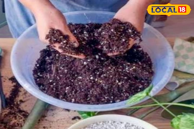 आगे कहा कि दोमट मिट्टी में जैविक तत्व और खनिज पर्याप्त मात्रा में होते हैं, जिससे पौधों को नाइट्रोजन, फॉस्फोरस और पोटाश जैसे जरूरी पोषक तत्व आसानी से मिलते हैं. आगे कहा कि दोमट मिट्टी में जैविक तत्व और खनिज पर्याप्त मात्रा में होते हैं, जिससे पौधों को नाइट्रोजन, फॉस्फोरस और पोटाश जैसे जरूरी पोषक तत्व आसानी से मिलते हैं.