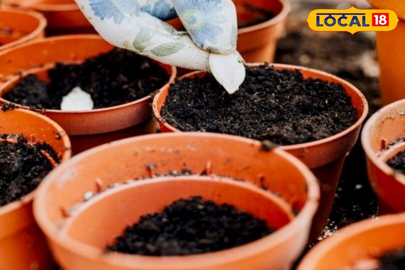 पलामू जिले के कृषि विशेषज्ञ डॉ० अखिलेश शाह ने लोकल18 को बताया कि दोमट या लोमी मिट्टी सब्जियों की खेती के लिए सबसे उपयुक्त मानी जाती है. इसमें रेत, गाद और चिकनी मिट्टी का संतुलित मिश्रण होता है. मिट्टी की गुणवत्ता सही रहने से सब्जी की खेती में अच्छा उत्पादन होता है. पलामू जिले के कृषि विशेषज्ञ डॉ० अखिलेश शाह ने लोकल18 को बताया कि दोमट या लोमी मिट्टी सब्जियों की खेती के लिए सबसे उपयुक्त मानी जाती है. इसमें रेत, गाद और चिकनी मिट्टी का संतुलित मिश्रण होता है. मिट्टी की गुणवत्ता सही रहने से सब्जी की खेती में अच्छा उत्पादन होता है.