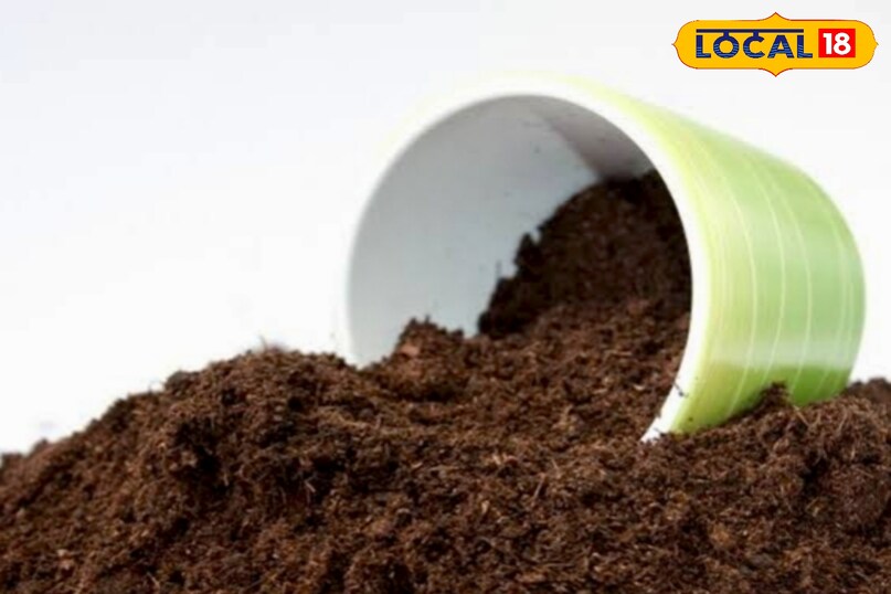 आगे कहा कि इस मिट्टी की सबसे बड़ी खासियत यह है कि यह पानी को रोककर भी रखती है और जरूरत से ज्यादा पानी को बाहर निकाल देती है. इससे जड़ों में सड़न का खतरा कम हो जाता है. जो कि सब्जी के लिए अच्छा होता है. आगे कहा कि इस मिट्टी की सबसे बड़ी खासियत यह है कि यह पानी को रोककर भी रखती है और जरूरत से ज्यादा पानी को बाहर निकाल देती है. इससे जड़ों में सड़न का खतरा कम हो जाता है. जो कि सब्जी के लिए अच्छा होता है.