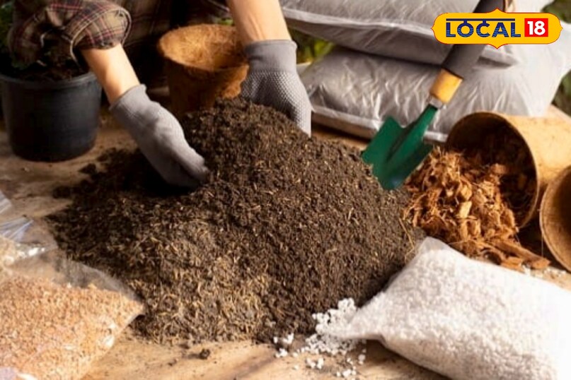 उन्होंने कहा कि अगर किसान या घर पर सब्जियां उगाने वाले लोग मिट्टी का सही चुनाव करें और उसमें जैविक खाद मिलाएं, तो सब्जियों की गुणवत्ता और पैदावार दोनों में बढ़ोतरी संभव है. उन्होंने कहा कि अगर किसान या घर पर सब्जियां उगाने वाले लोग मिट्टी का सही चुनाव करें और उसमें जैविक खाद मिलाएं, तो सब्जियों की गुणवत्ता और पैदावार दोनों में बढ़ोतरी संभव है.