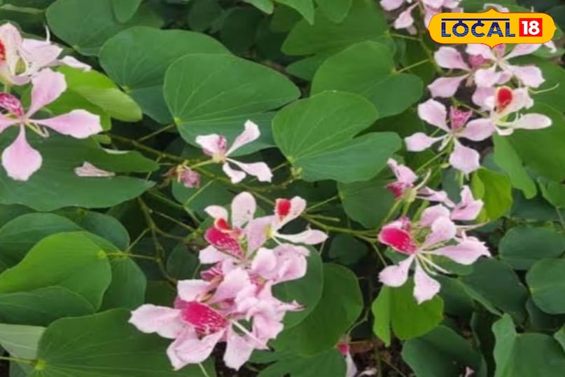 कचनार का पौधा