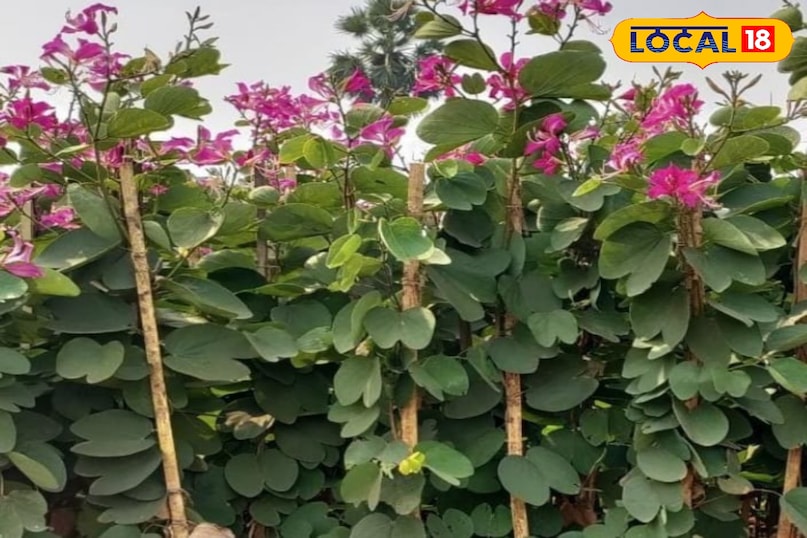 कचनार का पौधा