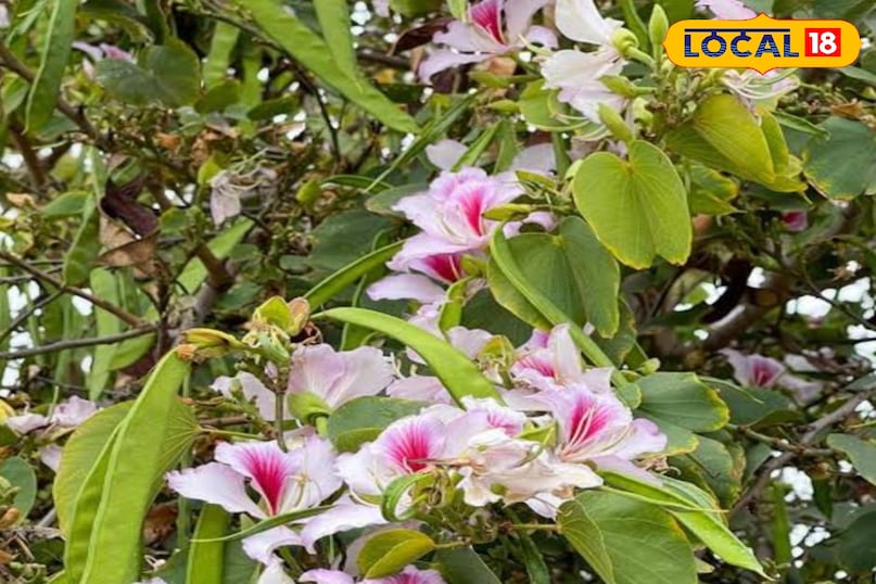 कचनार का पौधा