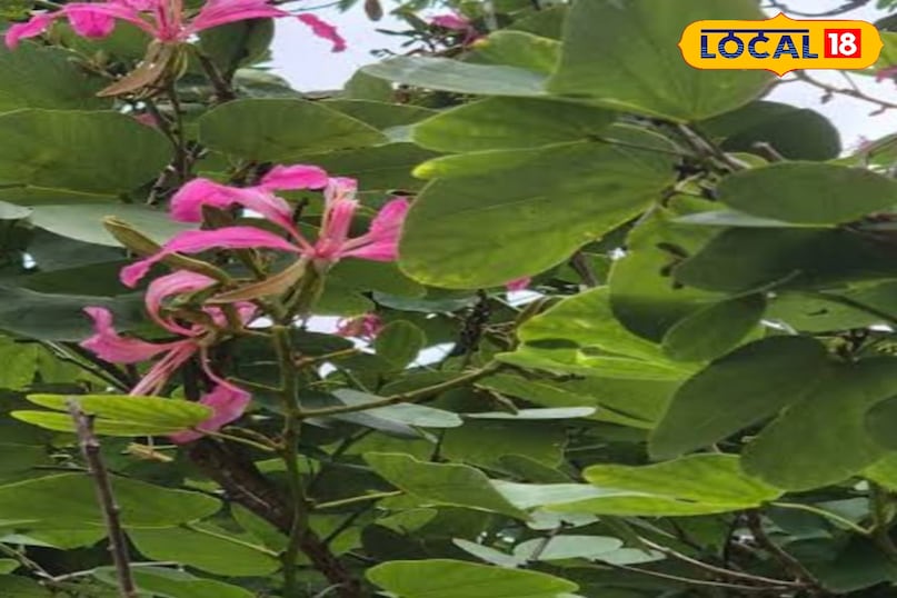 कचनार का पौधा