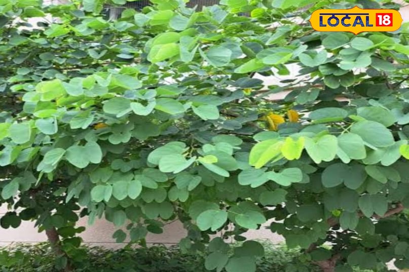 कचनार का पौधा