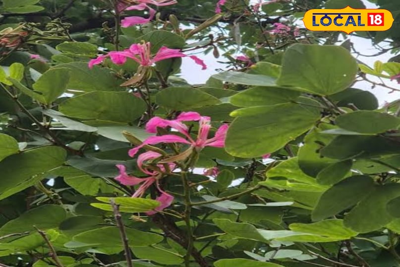 कचनार का पौधा