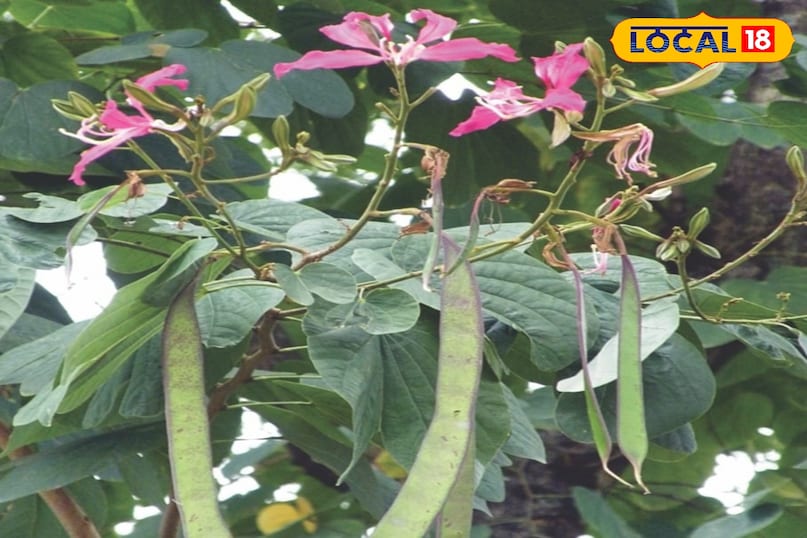 कचनार का पौधा