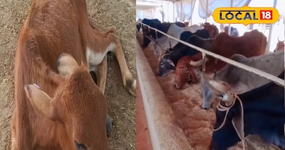 श्रीराम गोशाला में गाय