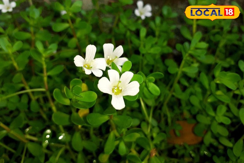 Moradabad news, hindi news, local news, up news, मुरादाबाद समाचार, हिंदी समाचार, लोकल समाचार, यूपी समाचार।