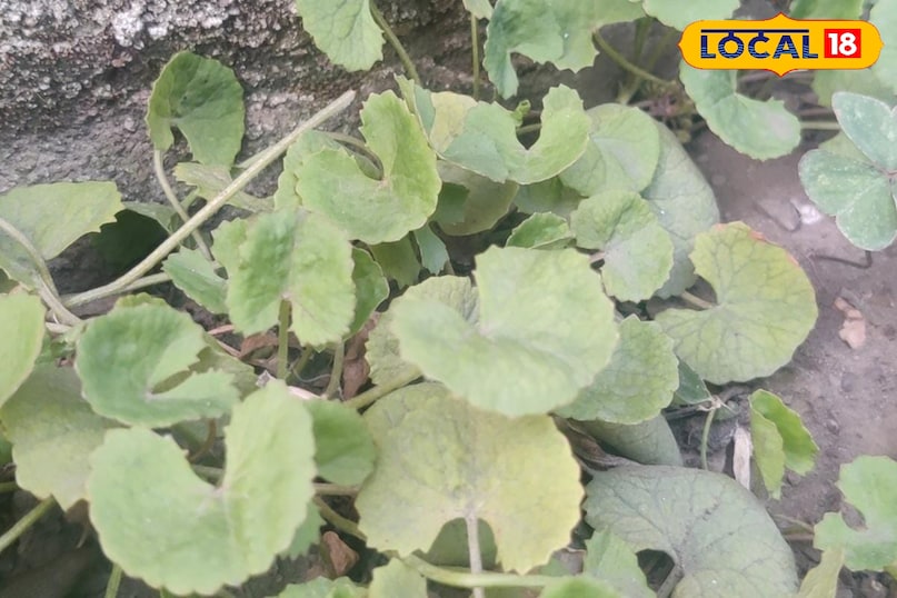 Moradabad news, hindi news, local news, up news, मुरादाबाद समाचार, हिंदी समाचार, लोकल समाचार, यूपी समाचार।