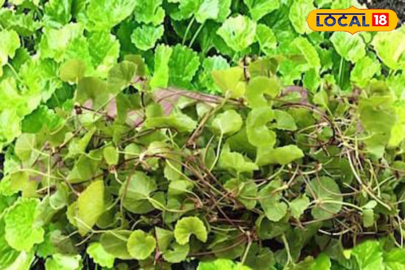 Moradabad news, hindi news, local news, up news, मुरादाबाद समाचार, हिंदी समाचार, लोकल समाचार, यूपी समाचार।