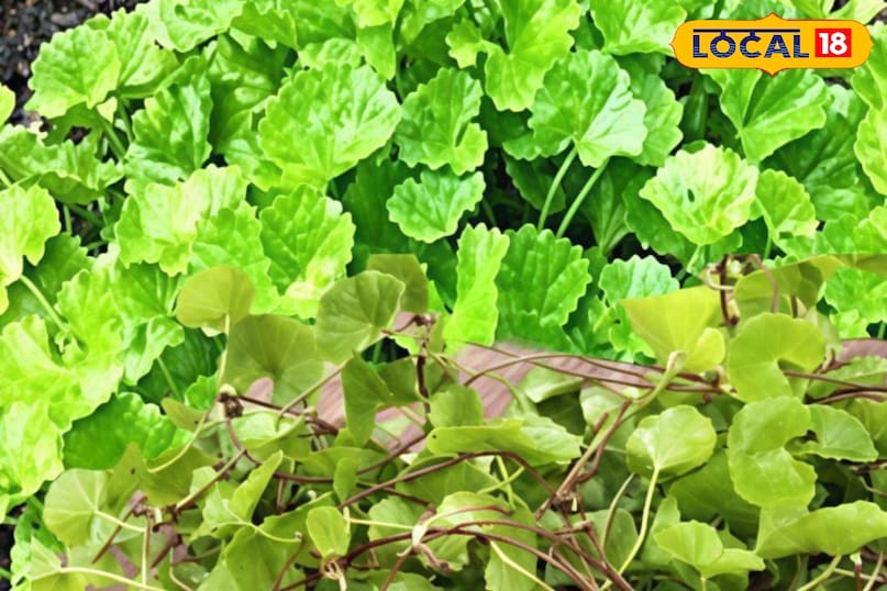 Moradabad news, hindi news, local news, up news, मुरादाबाद समाचार, हिंदी समाचार, लोकल समाचार, यूपी समाचार।