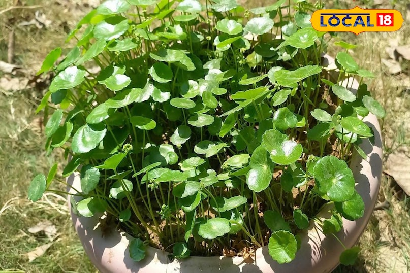 Moradabad news, hindi news, local news, up news, मुरादाबाद समाचार, हिंदी समाचार, लोकल समाचार, यूपी समाचार।