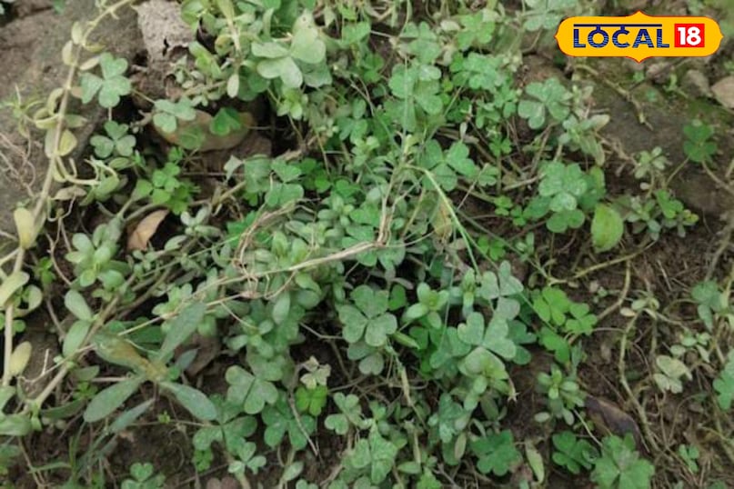 Moradabad news, hindi news, local news, up news, मुरादाबाद समाचार, हिंदी समाचार, लोकल समाचार, यूपी समाचार।